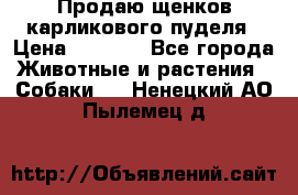 Продаю щенков карликового пуделя › Цена ­ 2 000 - Все города Животные и растения » Собаки   . Ненецкий АО,Пылемец д.